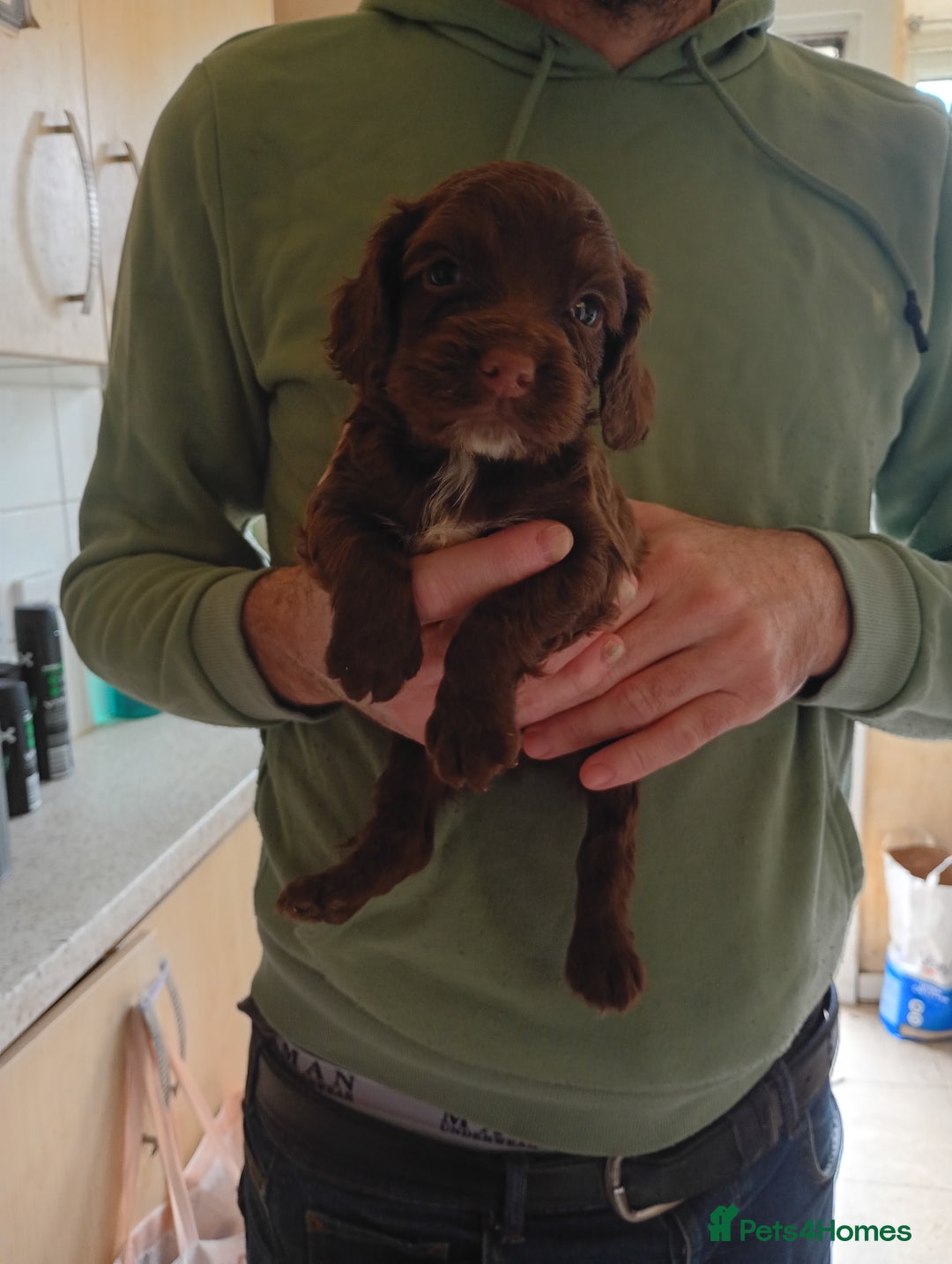 English Springer Spaniel dogs for sale: 6 beautiful springer pups - Image 10