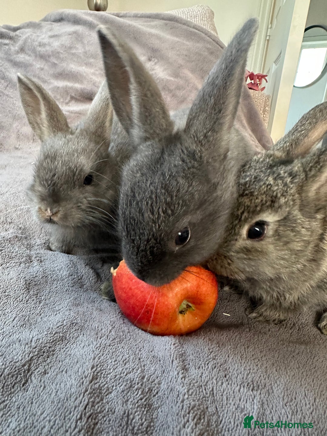 Dwarf Lop rabbits for sale: Bunnies for Sale - Advert 6