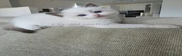Ragdoll cats for sale: 🐾✨ Champion Line Ragdoll Kittens for Sale ✨🐾 - Advert 6