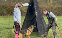German Shepherd dogs for sale: Last stunning male puppy available  - Image 20