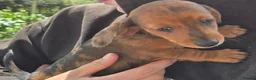Miniature Dachshund dogs for sale: 5 X miniature dachshunds puppies for sale - Advert 4