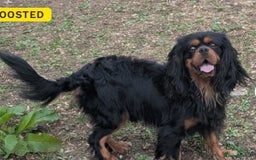Cavalier King Charles Spaniel dogs for stud: Black and Ruby cavalier for stud  - Image 1