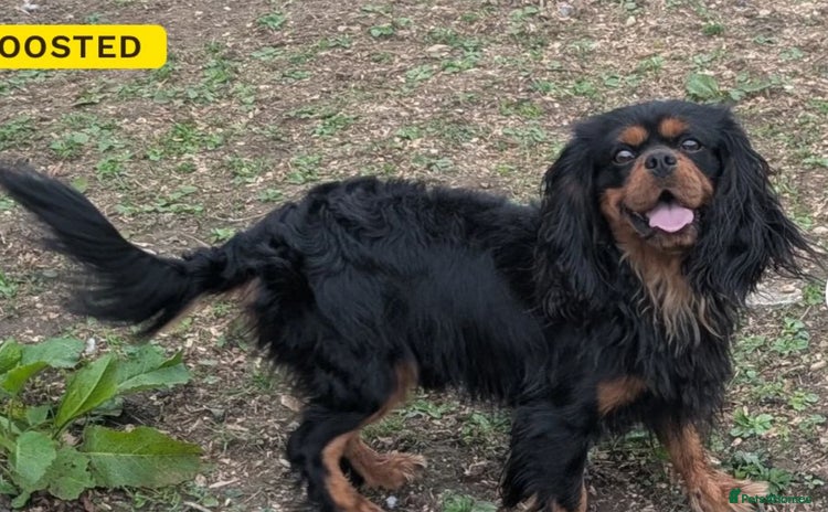 Cavalier King Charles Spaniel dogs - Advert 5