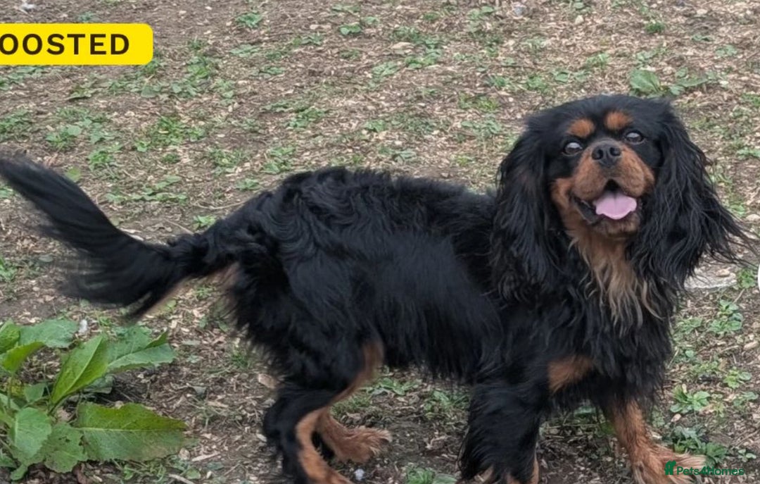 Cavalier King Charles Spaniel dogs for stud: Black and Ruby cavalier for stud  - Image 1