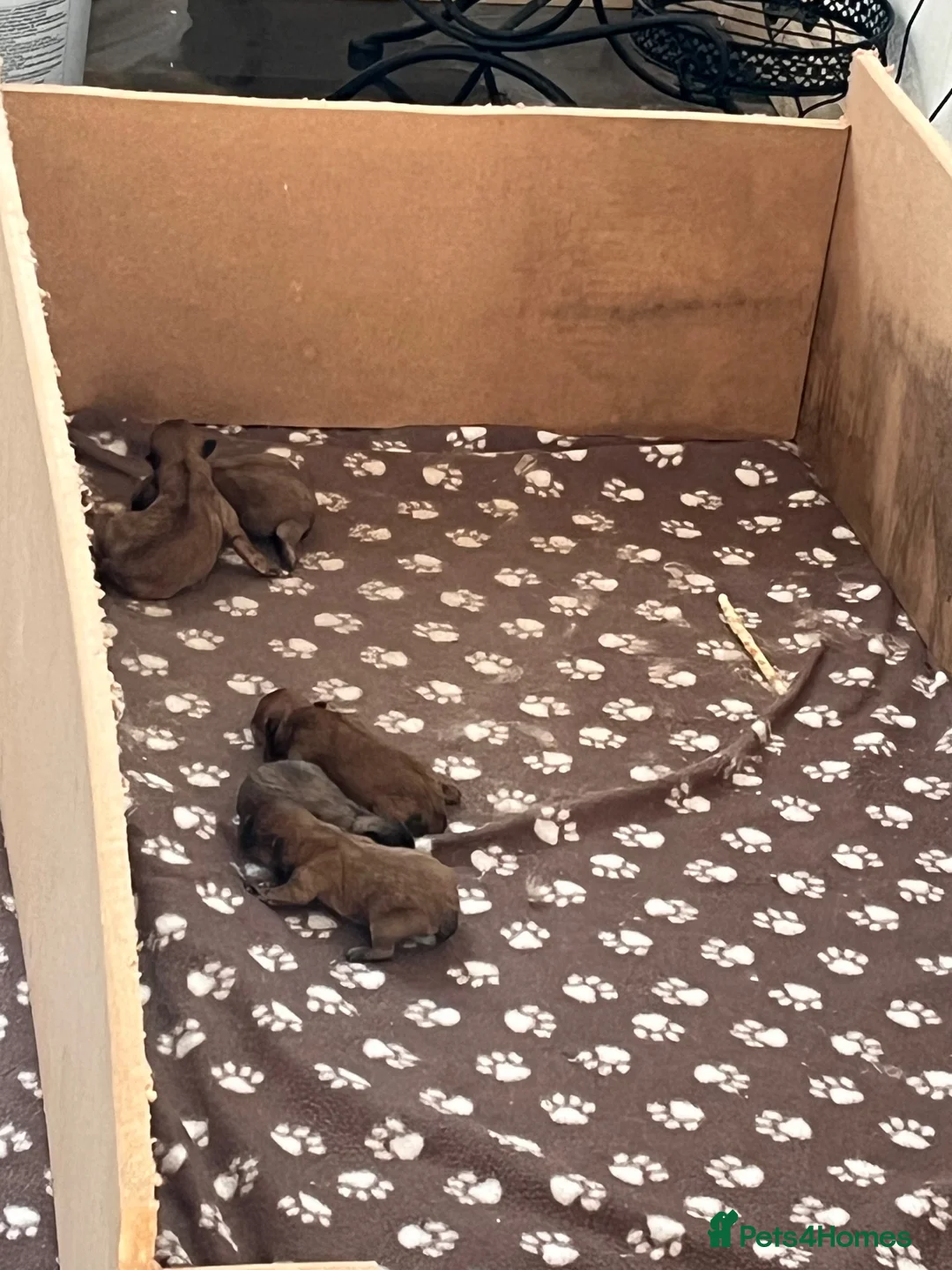 Pomeranian dogs for sale: Beautiful Pomeranian puppies in Coventry - Advert 5