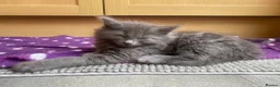 British Longhair cats for sale: Beautiful British Long-Haired Boy Ready Now! - Advert 6