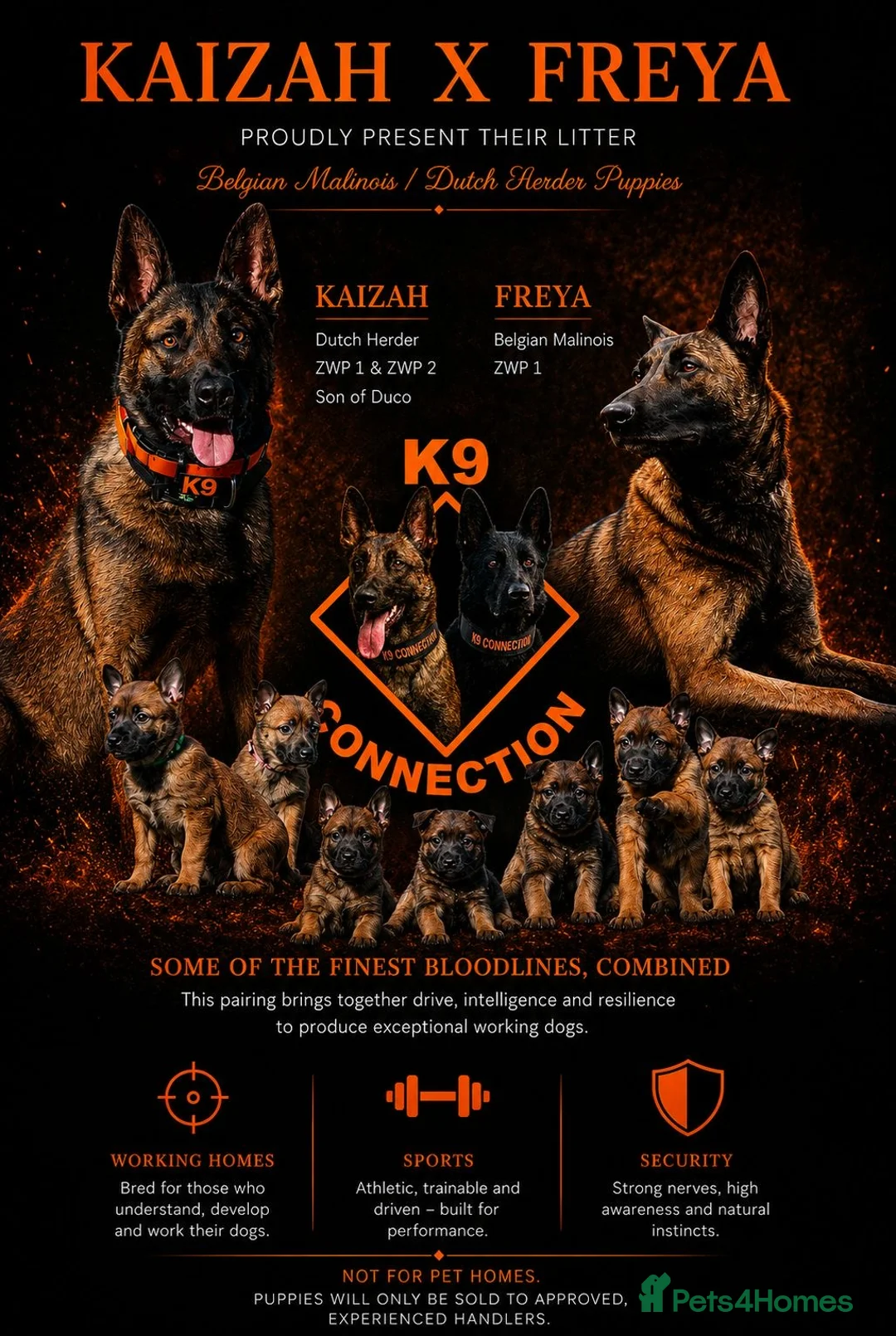 Belgian Shepherd Dog dogs for sale: Belgian Malinois/dutch herder  in Nantwich - Advert 1