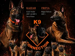 Belgian Shepherd Dog dogs Belgian Malinois/dutch herder - Advert 1