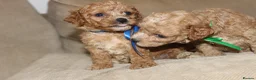 Bichon Frise dogs for sale: Poochon F1 puppies from Health Tested parents  - Advert 12