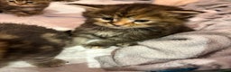 Maine Coon cats for sale: Maine Coon Type Kittens — Fluffy, Friendly - Advert 1