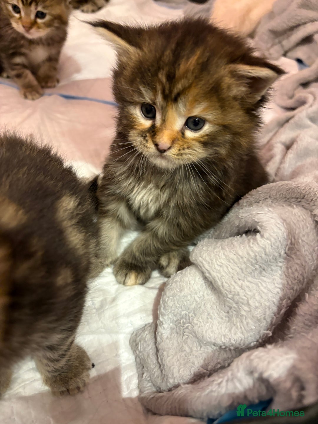Maine Coon cats for sale: Maine Coon Type Kittens — Fluffy, Friendly - Advert 1