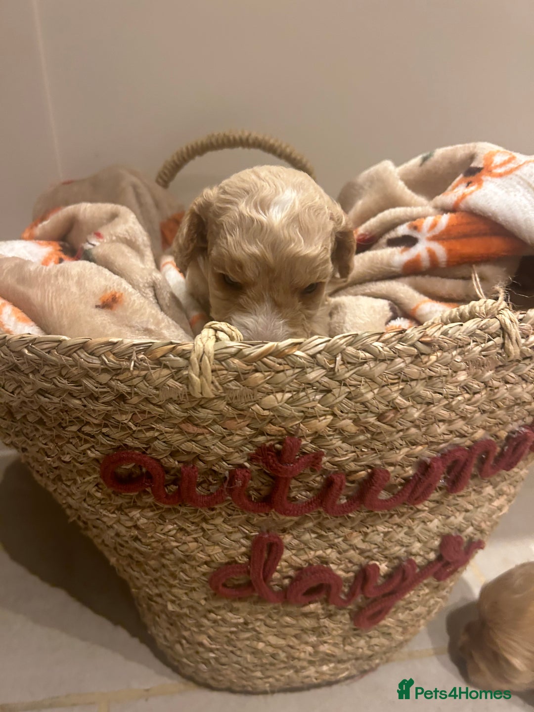 Mixed Breed dogs for sale: BEAUTIFUL PUPPIES - Cockapoo x Sproodle  - Image 9