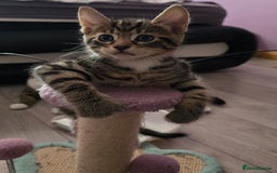 Domestic Shorthair cats for sale: 🐾Playful Kittens -Tabby or black/white🐾 - Image 21