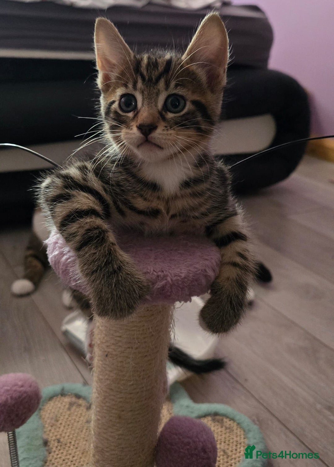 Domestic Shorthair cats for sale: 🐾Playful Kittens -Tabby or black/white🐾 - Image 21