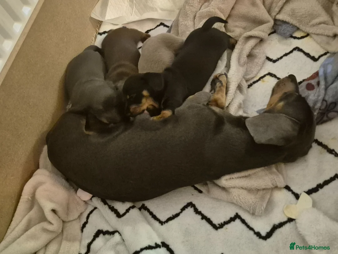 Dachshund dogs for sale: Maverick  - Advert 2