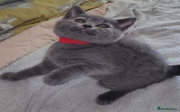 British Shorthair cats for sale: British Blue shorthair kittens £400 - Image 14