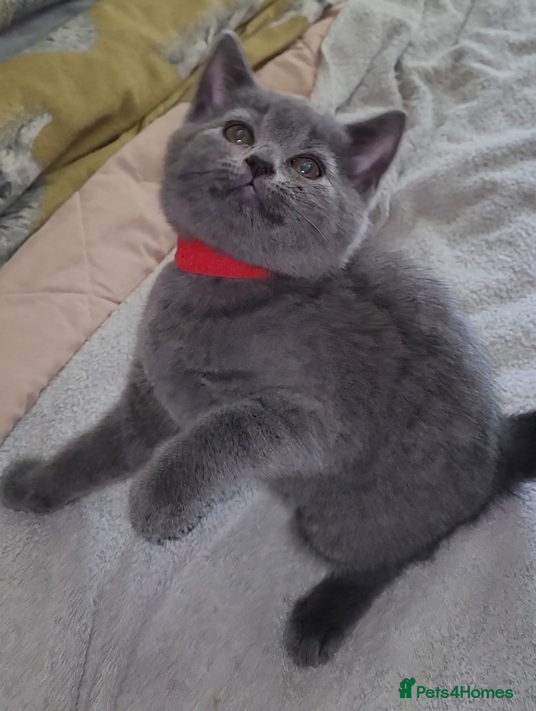 British Shorthair cats for sale: British Blue shorthair kittens £400 - Image 14