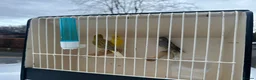Canaries birds for sale: Any canaries  in Stockport - Advert 1