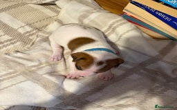 Mixed Breed dogs for sale: Staffie cross American bulldog chunky puppy’s  - Image 13