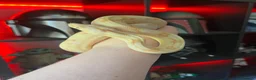 Boa Snake reptiles for sale: Female Boa Constrictor  in Walsall - Advert 2