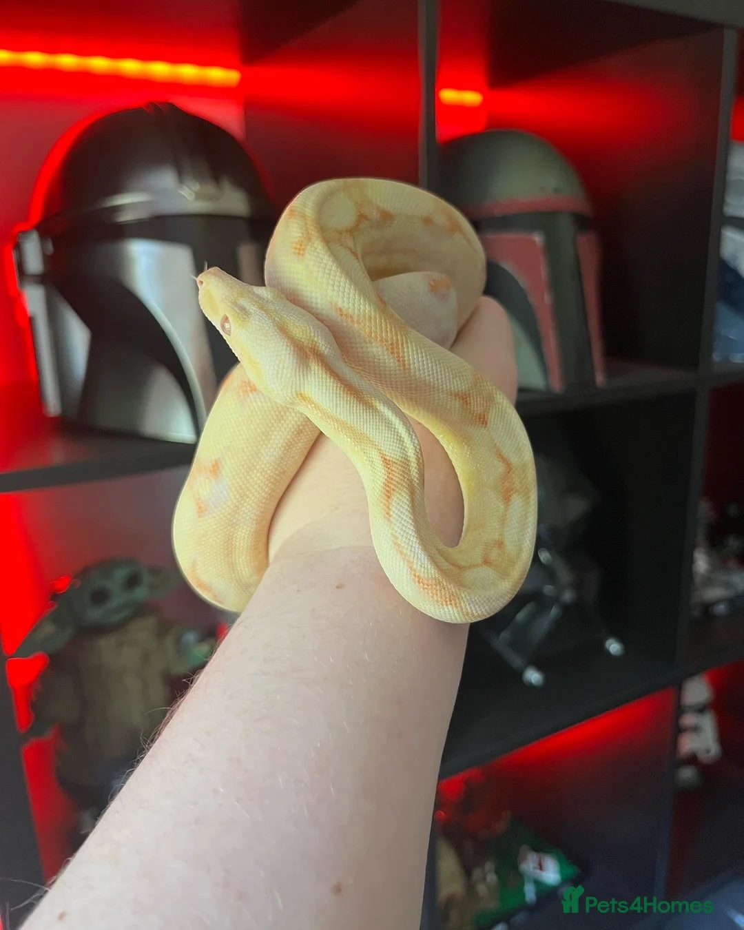 Boa Snake reptiles for sale: Female Boa Constrictor  in Walsall - Advert 2