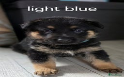 German Shepherd dogs for sale: German shepard pups - Image 6