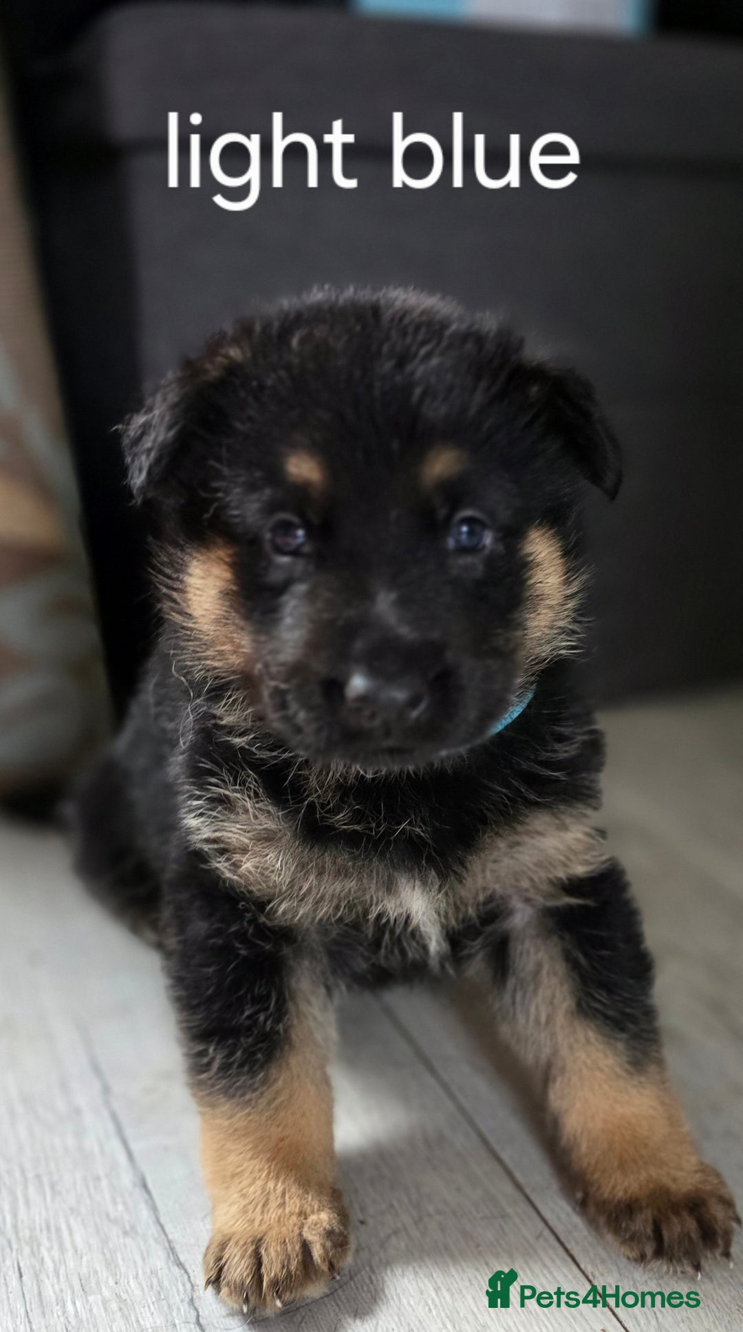 German Shepherd dogs for sale: German shepard pups - Image 6