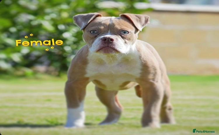 Old Tyme Bulldog dogs - Advert 2