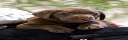 Labrador Retriever dogs for sale: Show Champion Lineage Chocolate Labrador Puppies - Advert 10