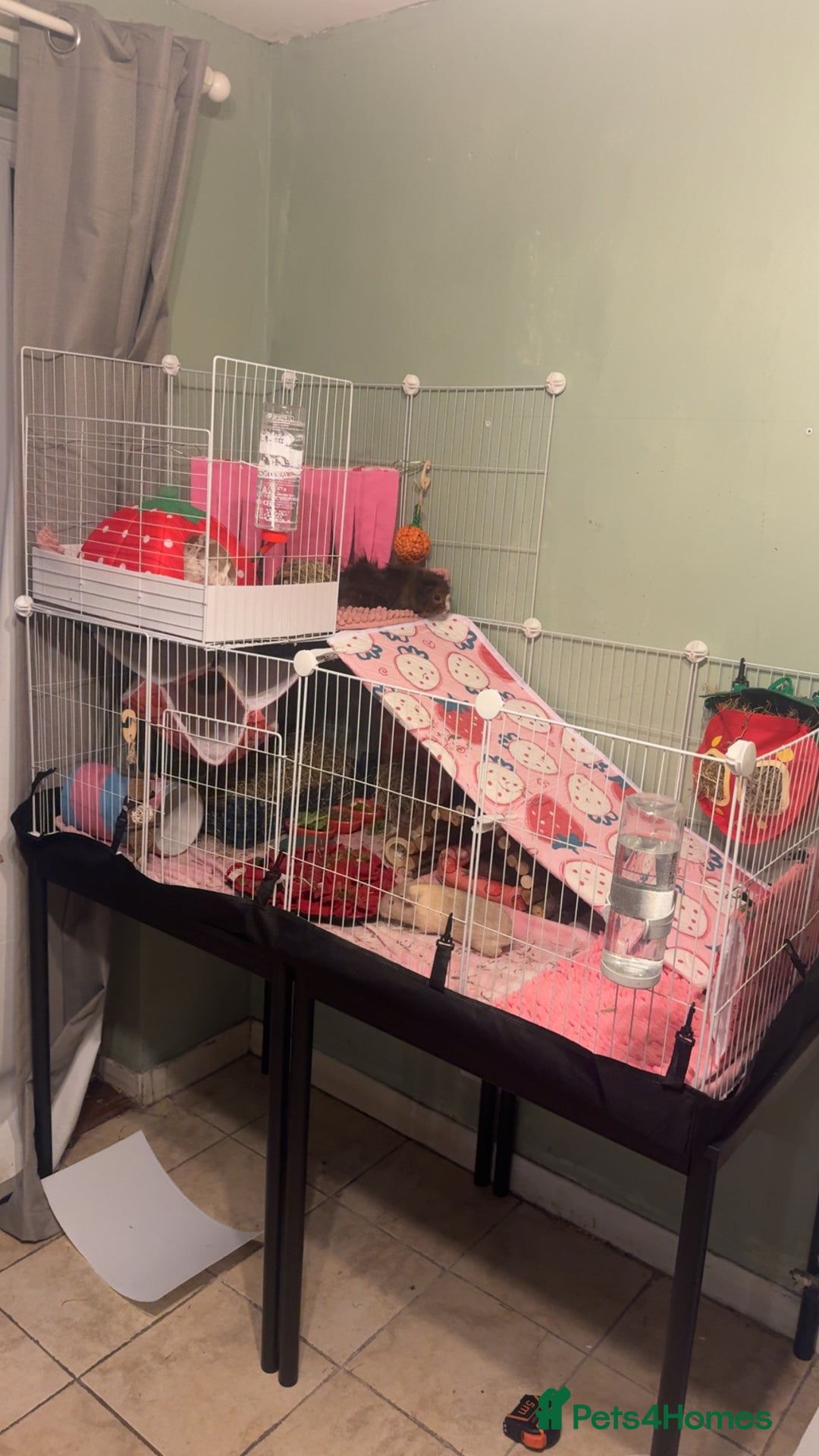Guinea Pig rodents for sale: Two Bonded Female Guinea Pigs and Set Up - Advert 3