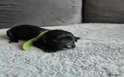 Sprocker dogs for sale: Sprocker Spaniel Puppies  - Image 5