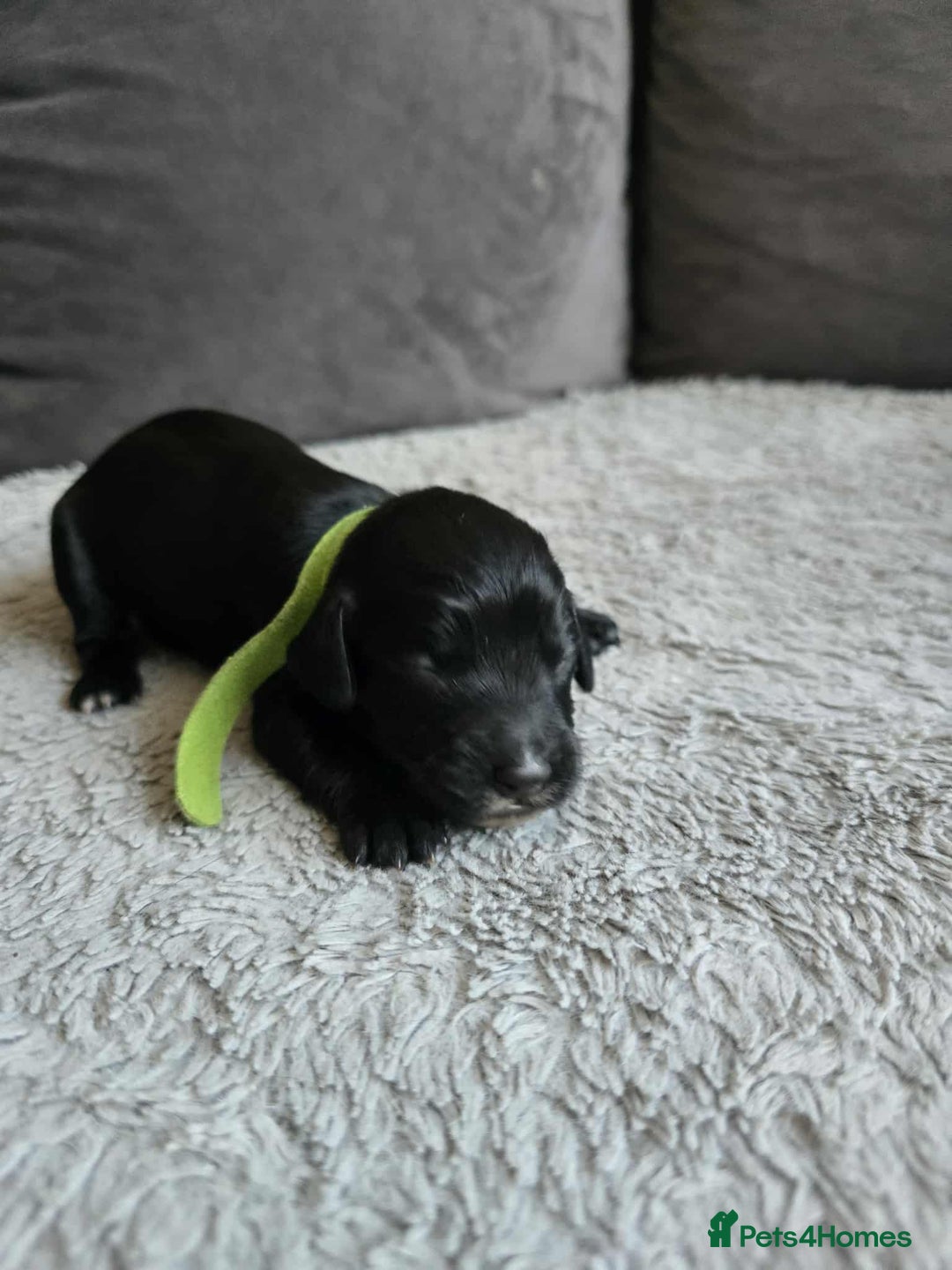 Sprocker dogs for sale: Sprocker Spaniel Puppies  - Image 5