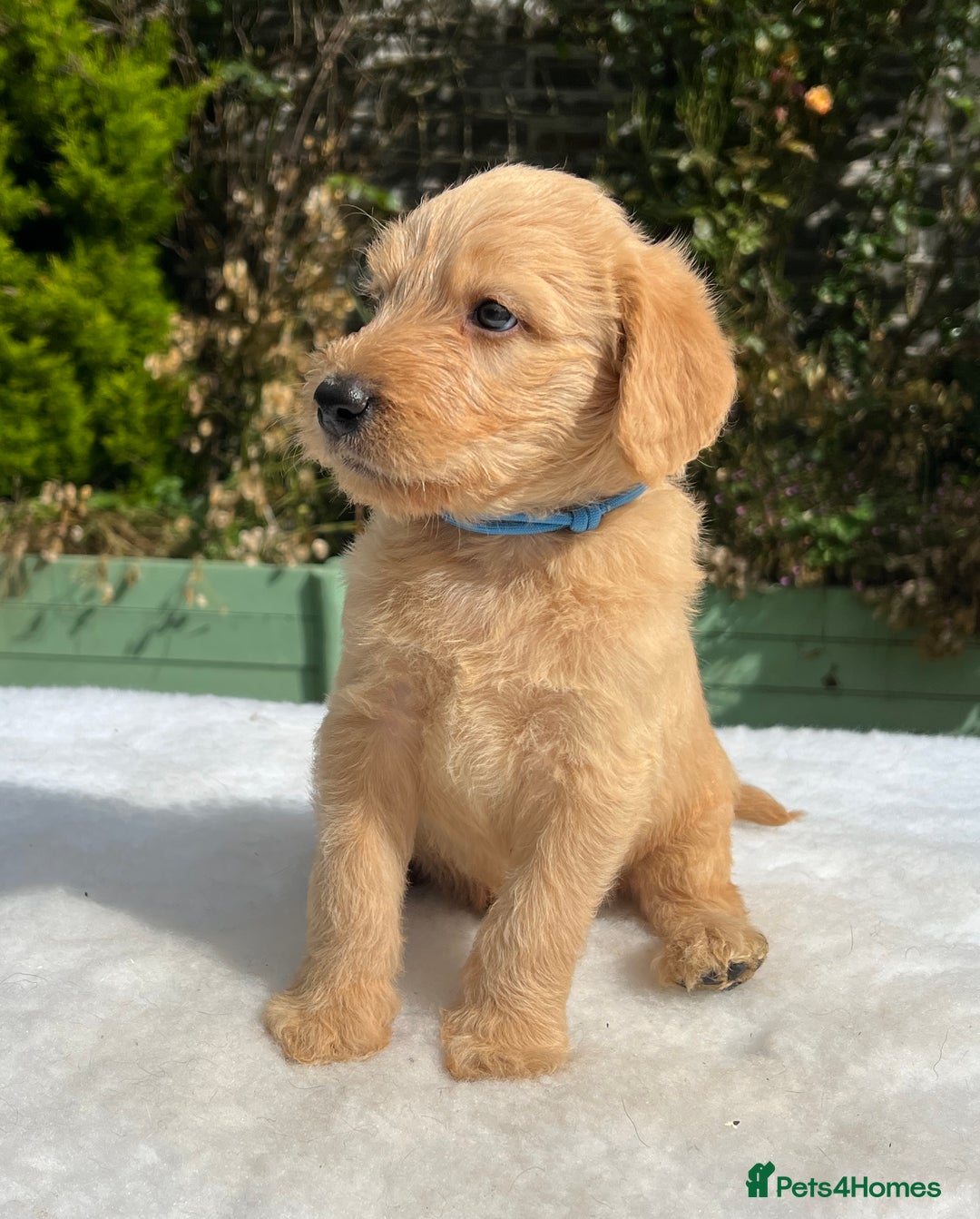 Labradoodle dogs for sale: F1 labradoodle  - Image 17