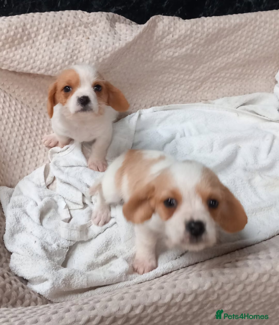 Cavapoo dogs for sale: Beautiful Cavapoo's for sale - Advert 5