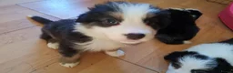 Mixed Breed dogs for sale: Beautiful Bordernese  - Advert 27