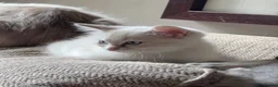Mixed Breed cats for sale: Gorgeous Kittens *Ready Now* - Advert 13