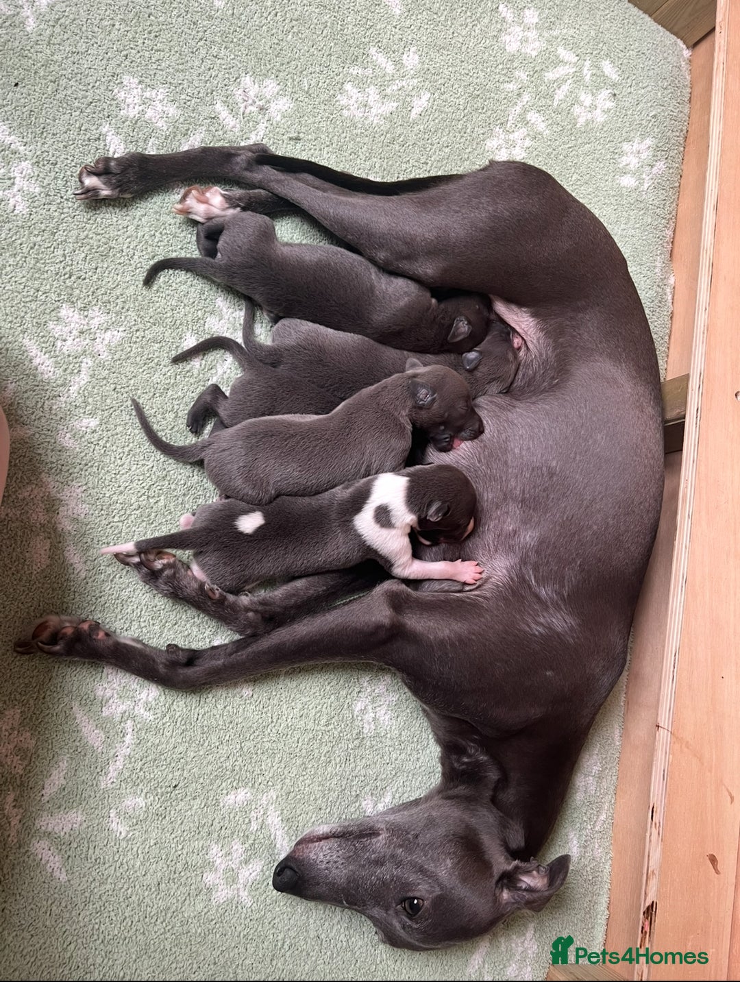 Whippet dogs for sale: 💙 Whippet Puppies – Beautiful Blue Litter 💙 - Image 17