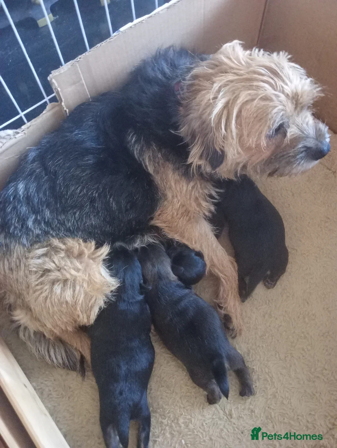 Border Terrier dogs for sale: Male border terrier puppy - Advert 1