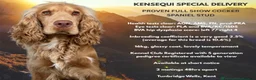 Cocker Spaniel dogs for sale: READY to go now. KC registered cocker spaniels - Advert 8