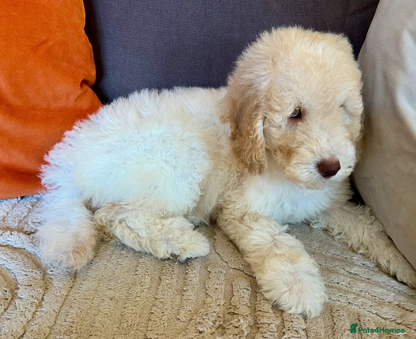 Labradoodle dogs Labradoodle puppy, Fun, Fluffy & READY NOW! - Advert 2