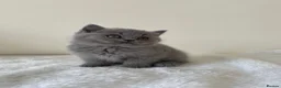 British Shorthair cats for sale: GCCF Kittens BSH solid colours  - Advert 15