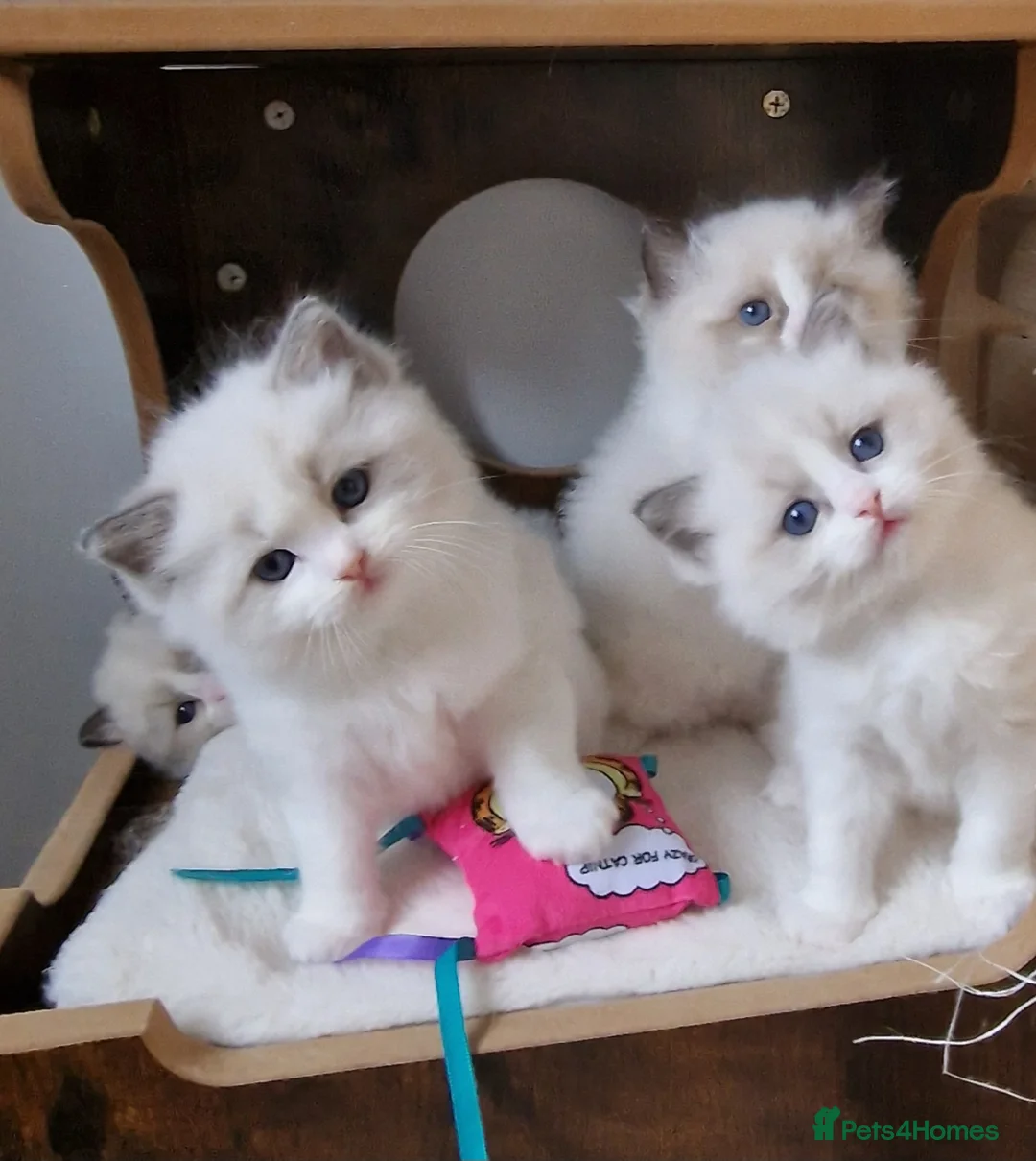 Ragdoll cats for sale: 🎀✨️Exclusive top quality kittens🎀 from🏆lines✨️ - Advert 3