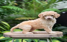 Standard Poodle dogs for sale: Standard Poodle Puppies Looking for Their Families - Image 9
