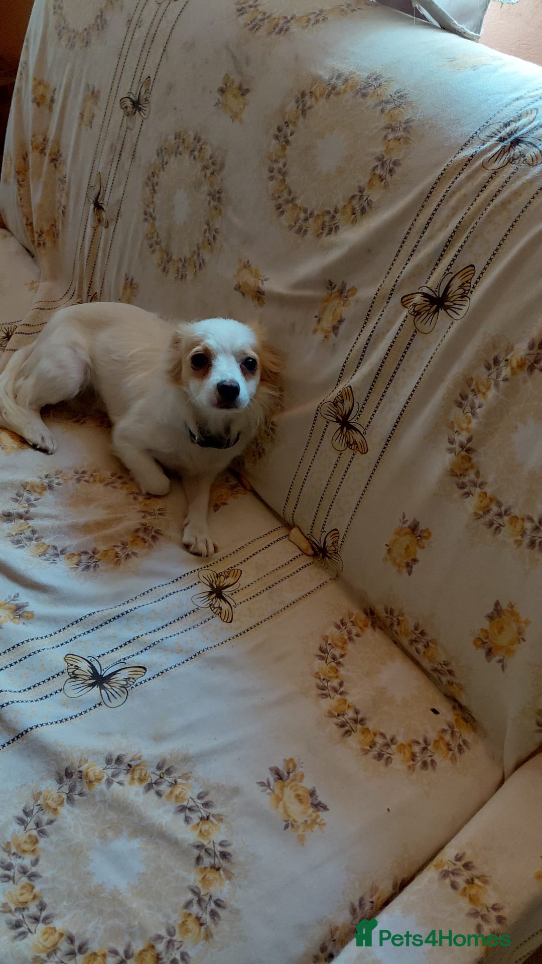 Mixed Breed dogs for adoption: Beautiful and Gentle NIVA - for a Loving Home - Image 7