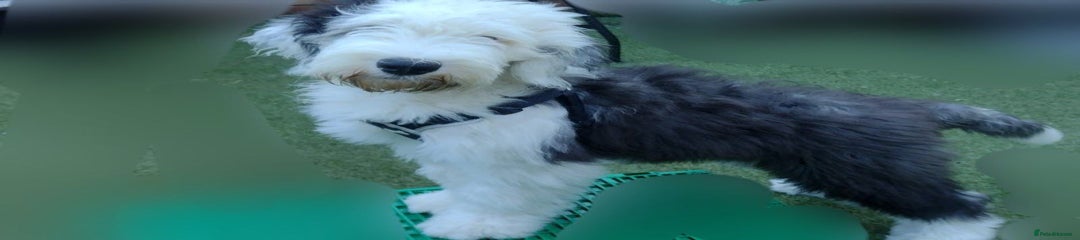 Old English Sheepdog Puppy 1