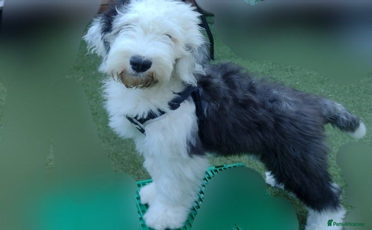 Old English Sheepdog dogs - Advert 1