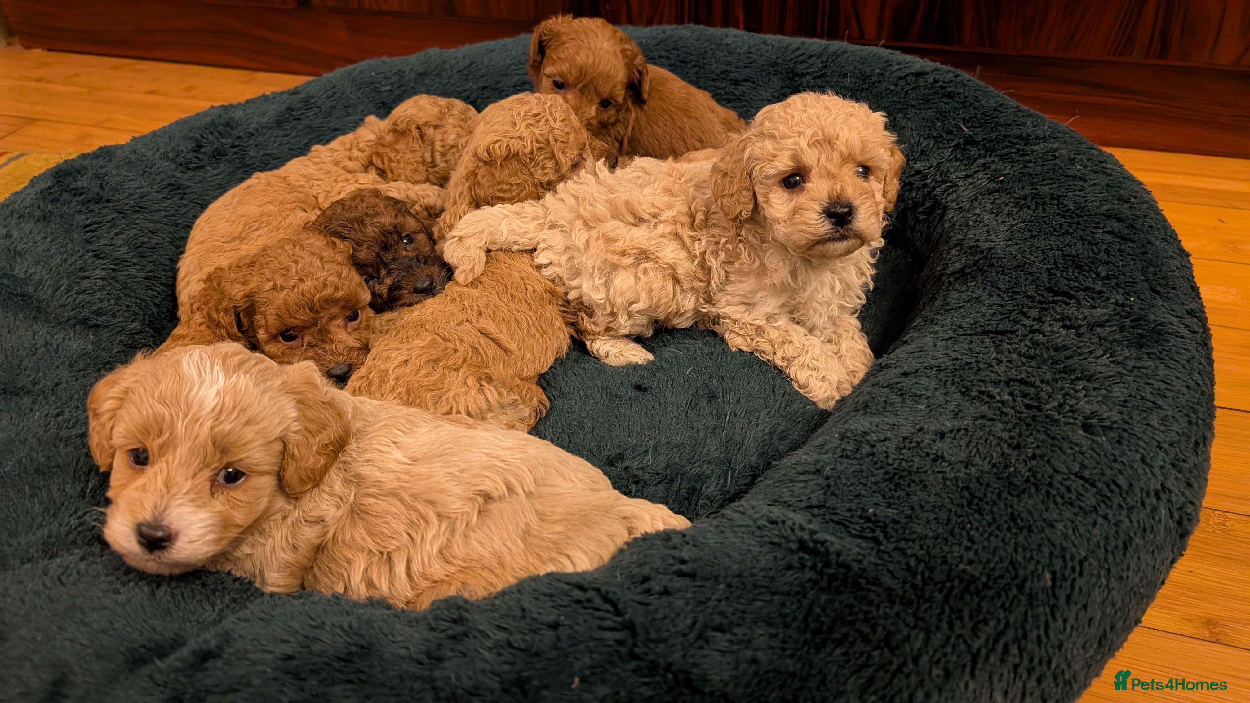 Maltipoo dogs Stunning Toy Maltipoo Puppies - BOYS - Advert 1