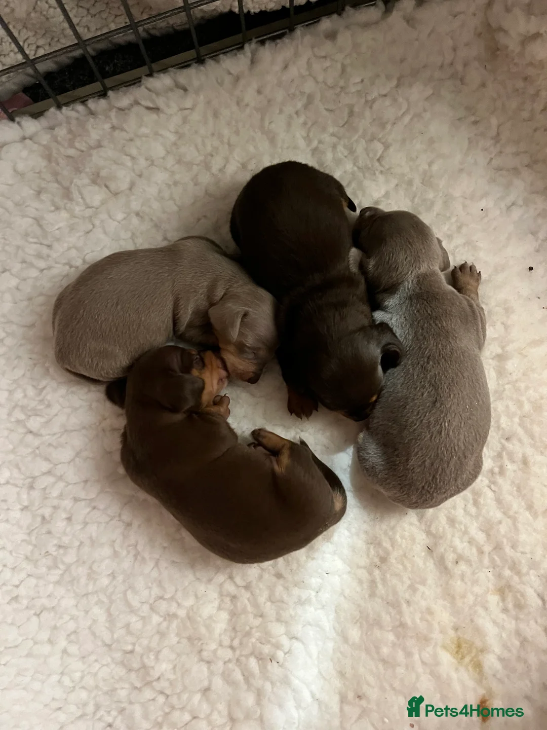 Miniature Dachshund dogs for stud: KC REG Chocolate & Tan Miniature Dachshund Stud in Sheffield - Advert 6