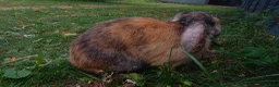 English Lop rabbits for sale: English Lop (male), mixed friendly bunny for sale. - Advert 7