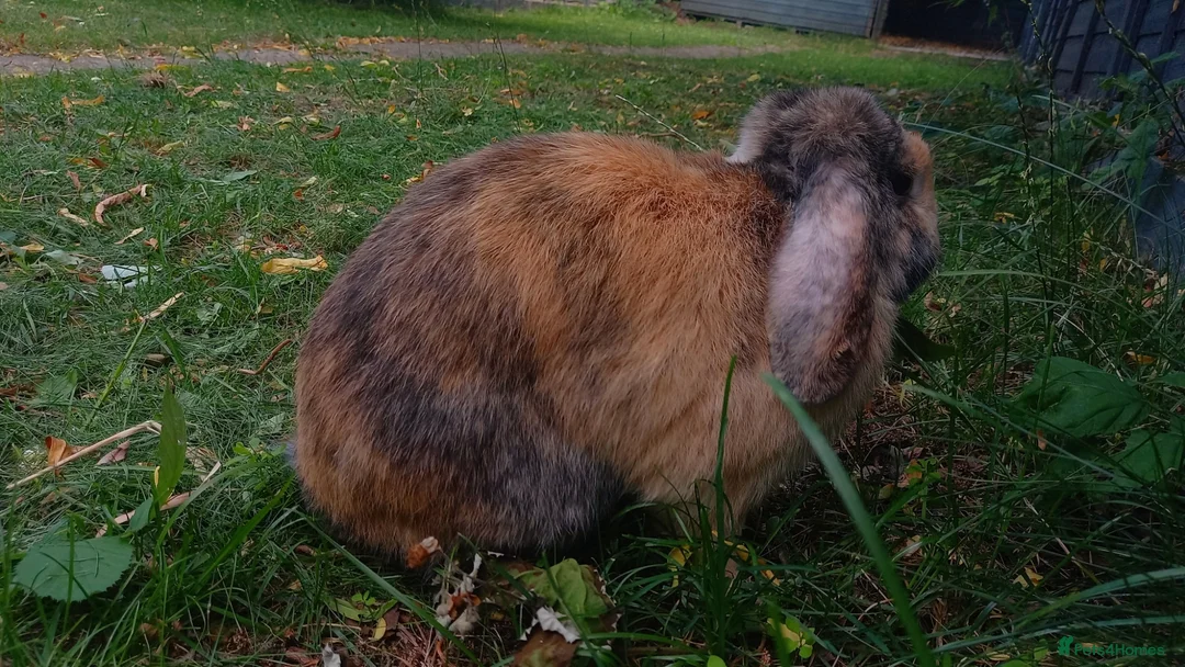 English Lop rabbits for sale: English Lop (male), mixed friendly bunny for sale. - Advert 7